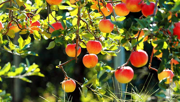 Fruit Trees