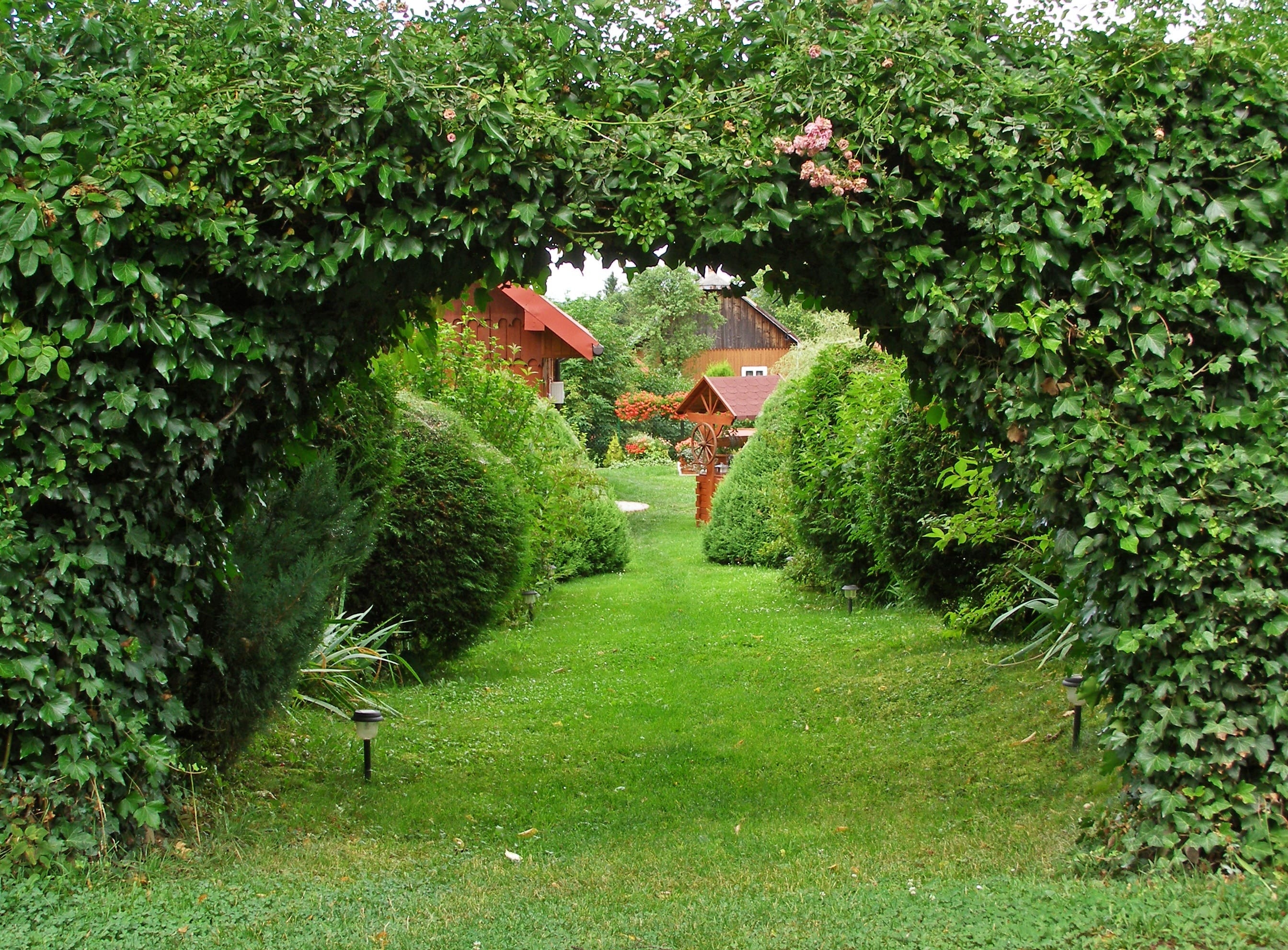 Hedge Walkway