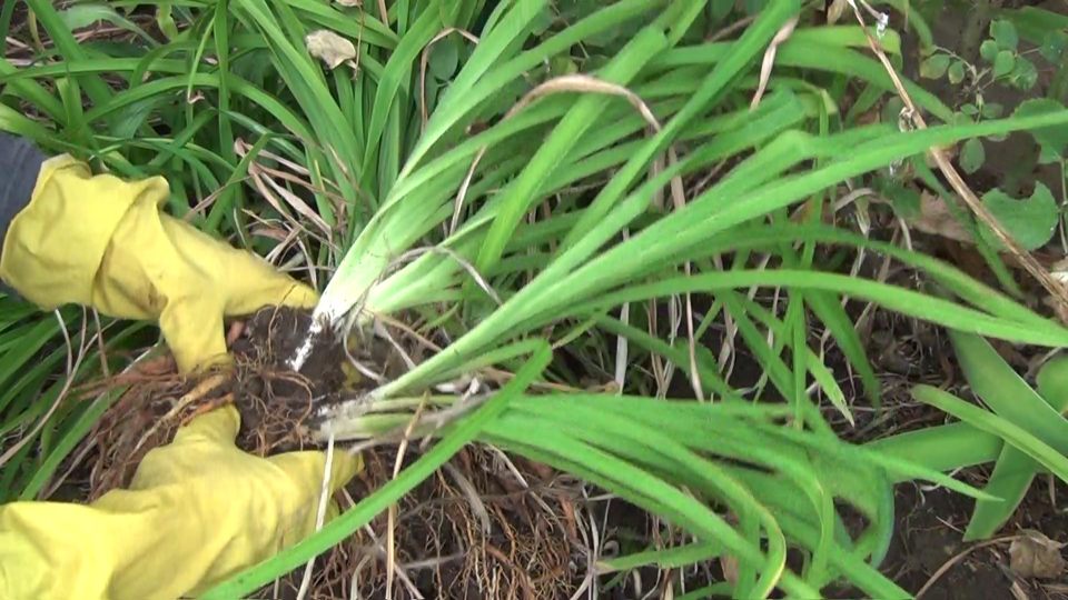 Transporting Perenials