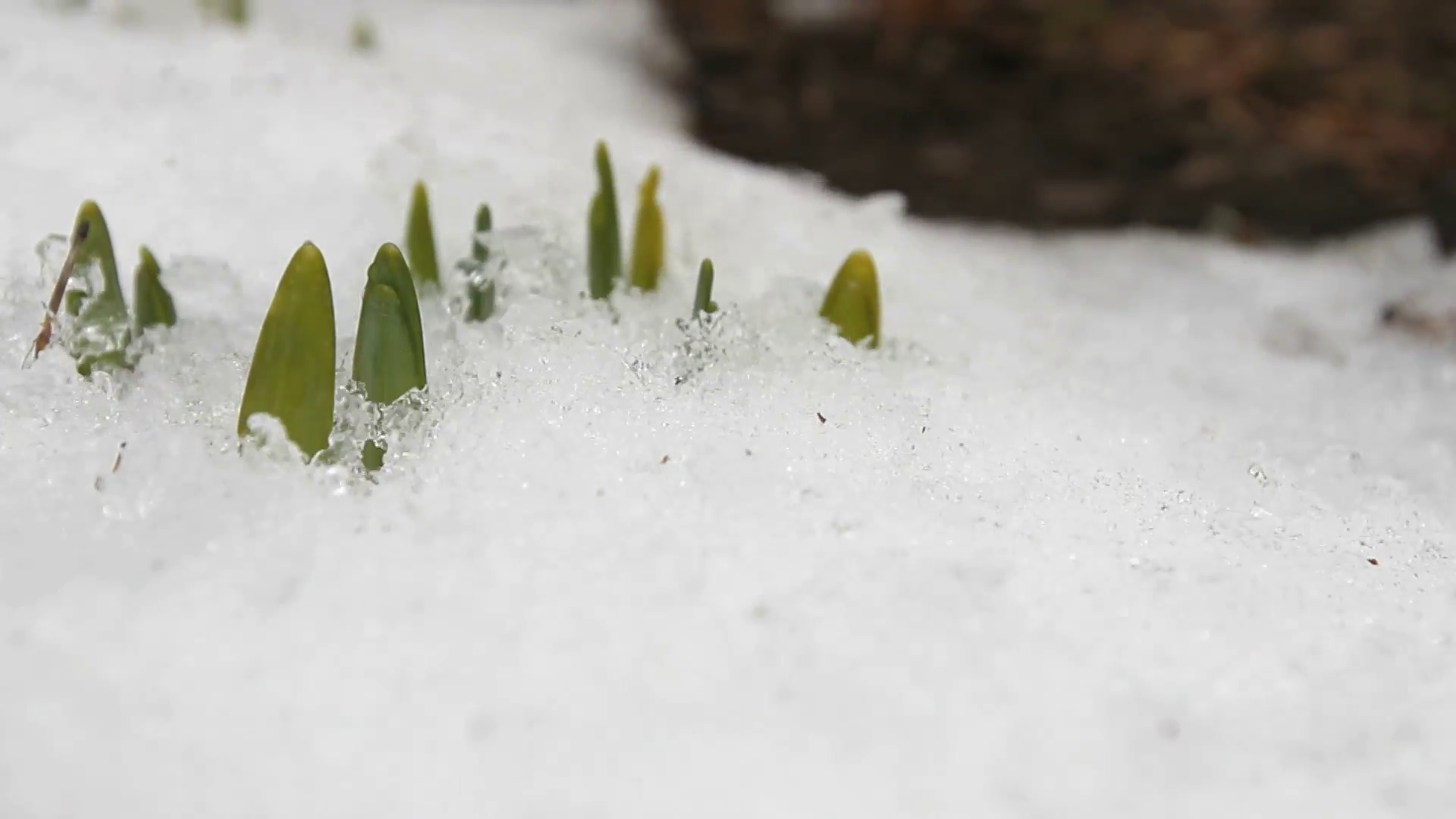 Preparing for the First Frost Hillsborough Fencing Preparing for the First Frost Hillsborough Fencing
