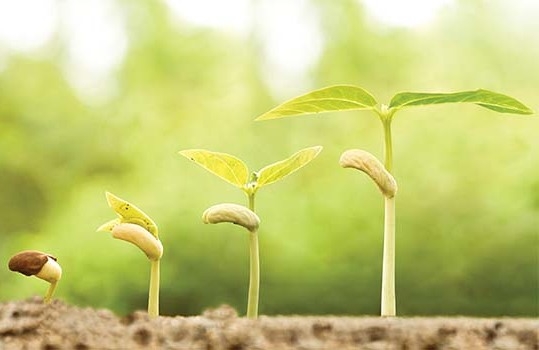 Hillsborough Garden Touch Ups Hillsborough Garden Touch Ups