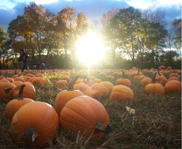 Pumpkin Patch