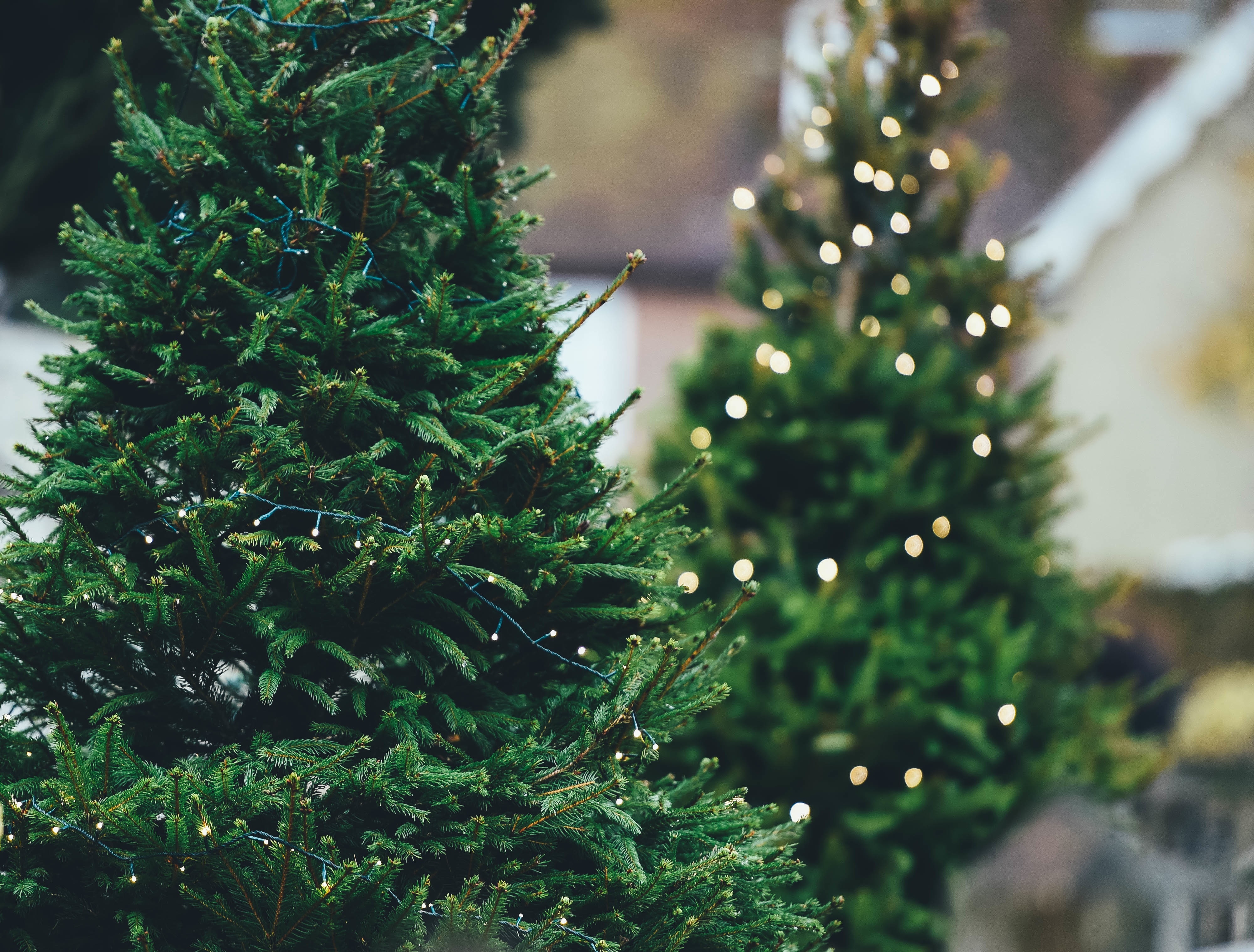 Christmas Choosing Your Own Xmas Tree | Hillborough Fencing