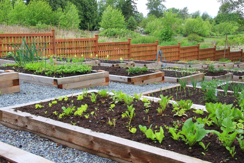 vegetable beds